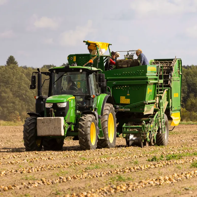 Minu Maitse onion harvesting